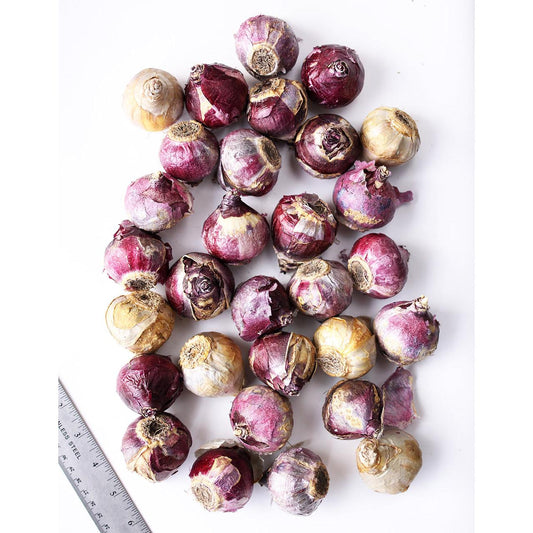 Mixed Hyacinths - 30 bulbs