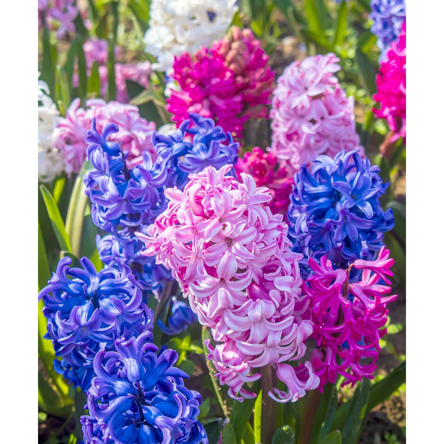 Mixed Hyacinths - 30 bulbs