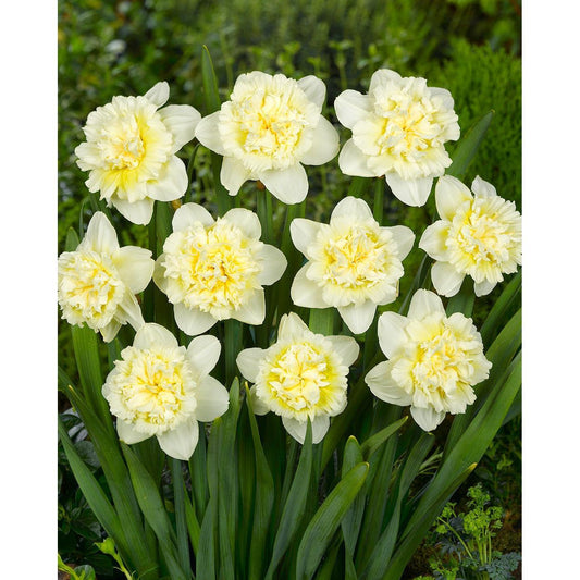 Ice King Double Daffodil - 10 bulbs