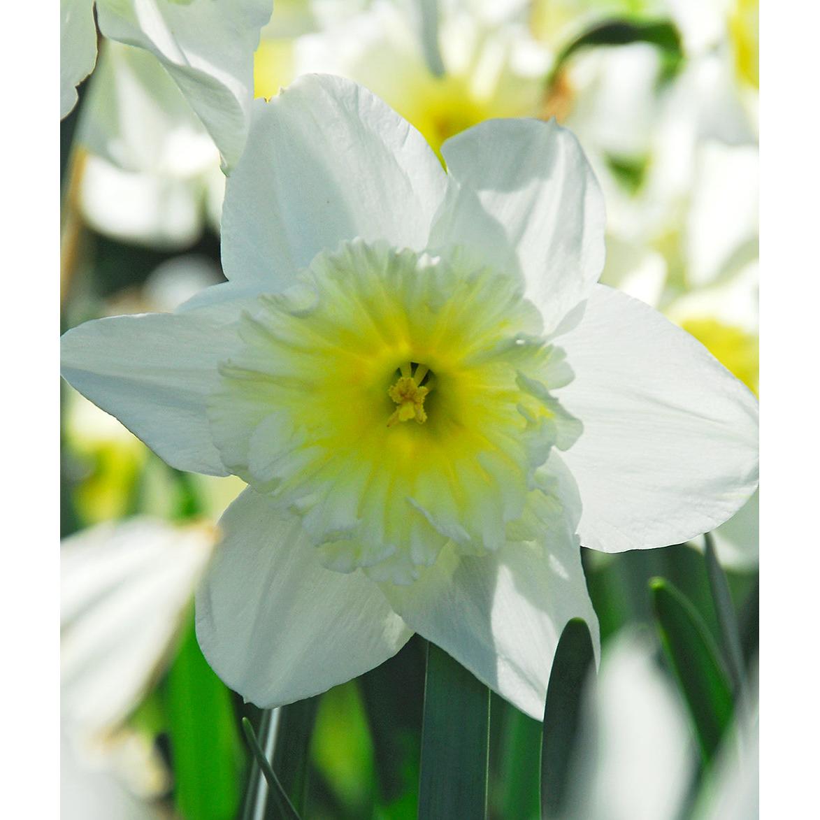 Ice Follies Large Cup Daffodil - 10 bulbs