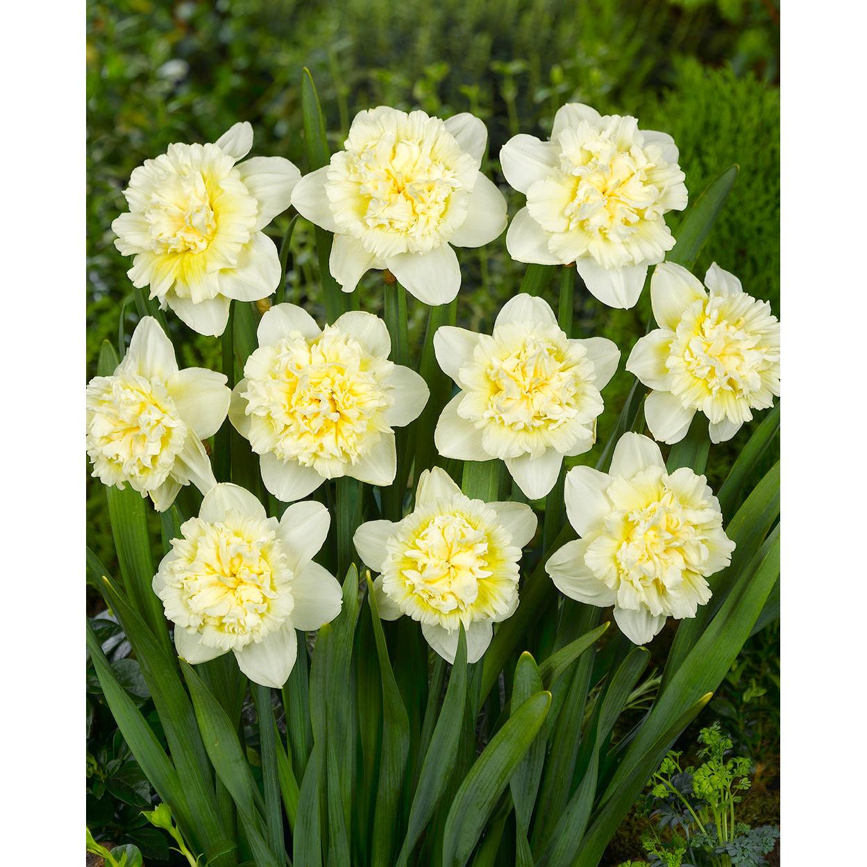 Ice King Double Daffodil - 10 bulbs