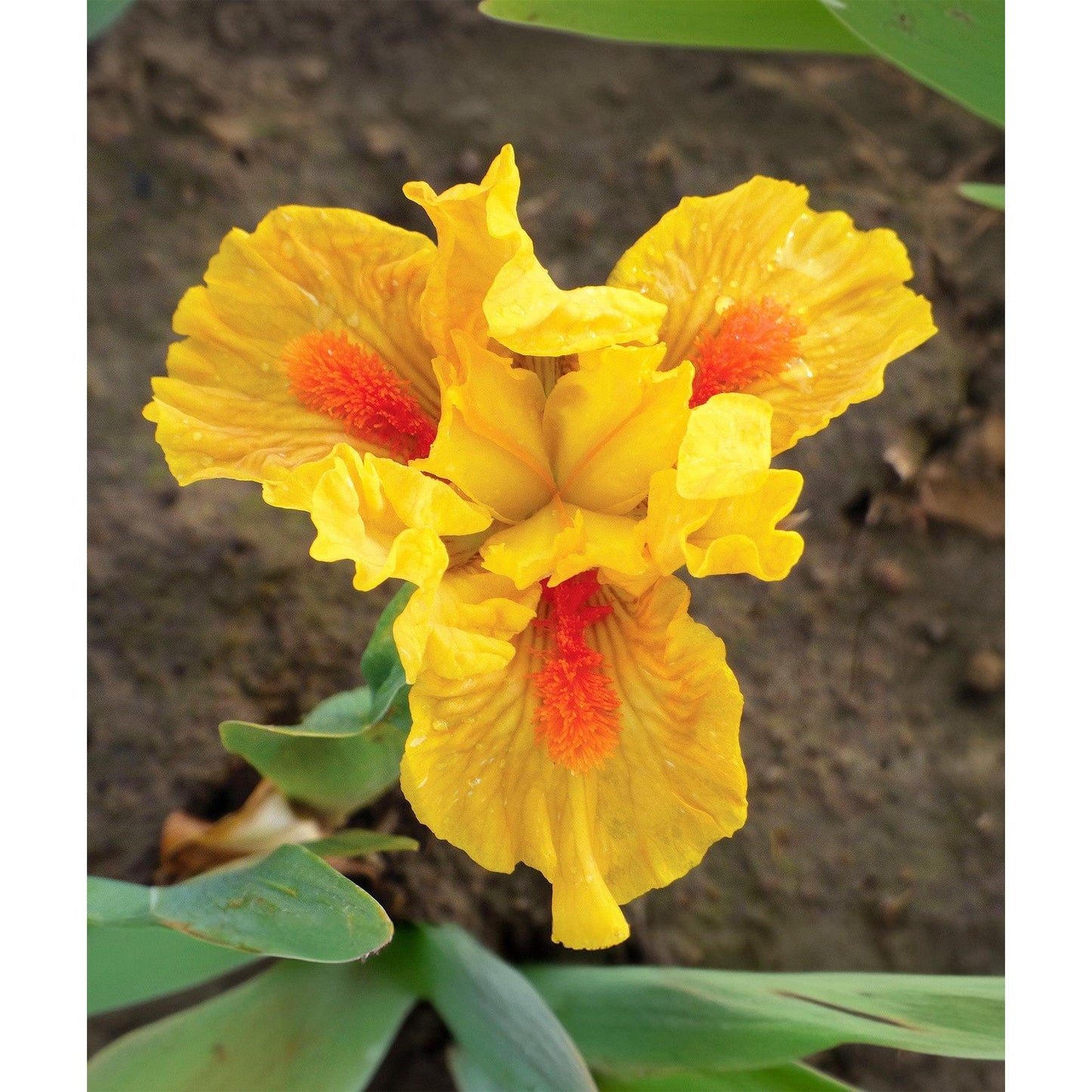 Aim True Dwarf Bearded Iris - 1 Rhizome