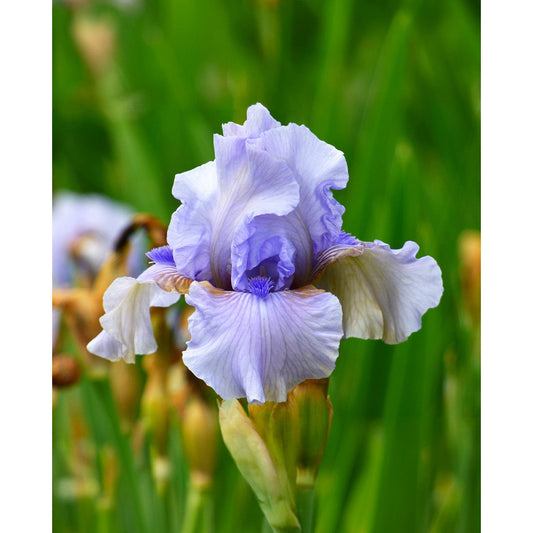 August Treat Reblooming Bearded Iris - 1 Rhizome