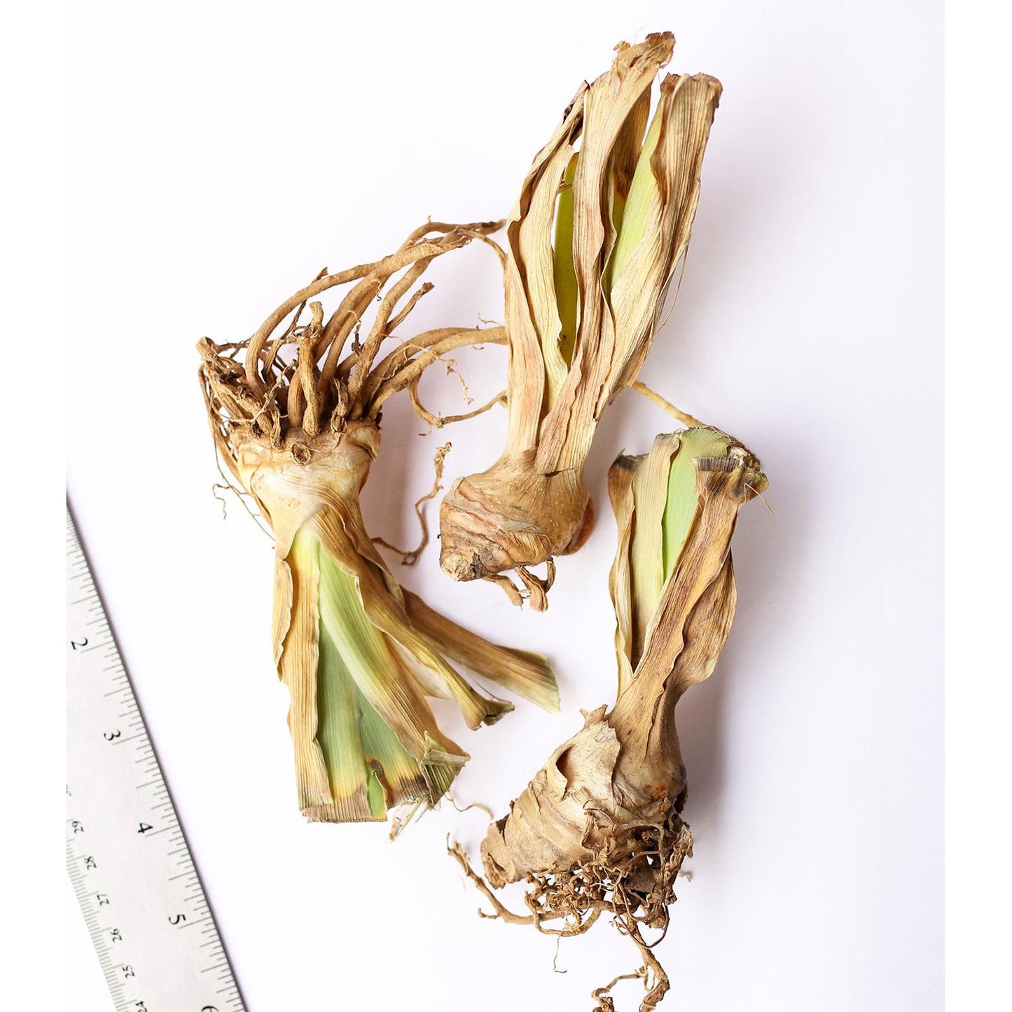 Mixed Bearded Iris - 3 bareroot plants
