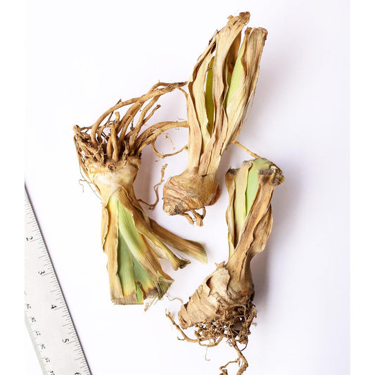 Mixed Bearded Iris - 3 bareroot plants