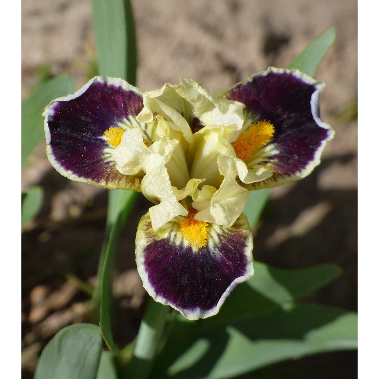 Bighorn Dwarf Bearded Iris - 1 Rhizome