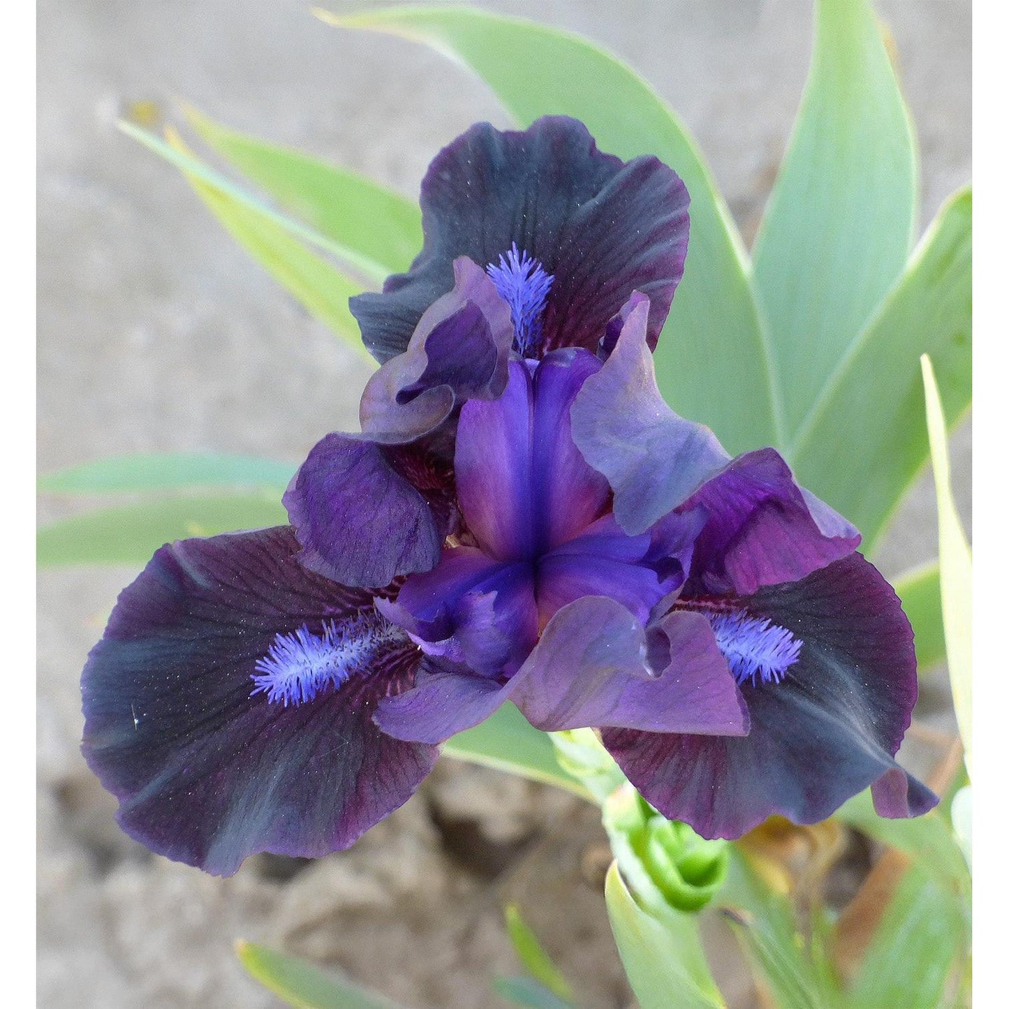 Black Lightning Dwarf Bearded Iris - 1 Rhizome