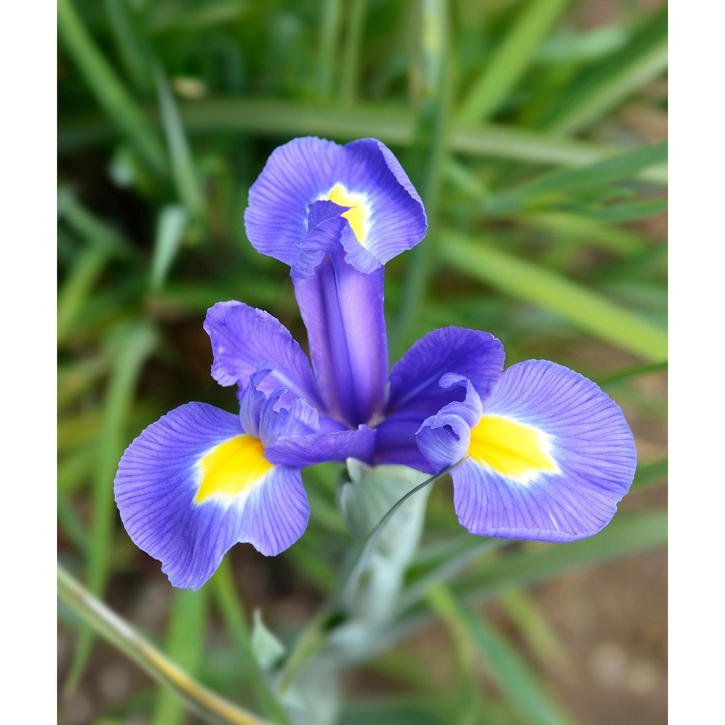 Blue Magic Iris hollandica - 10 bulbs