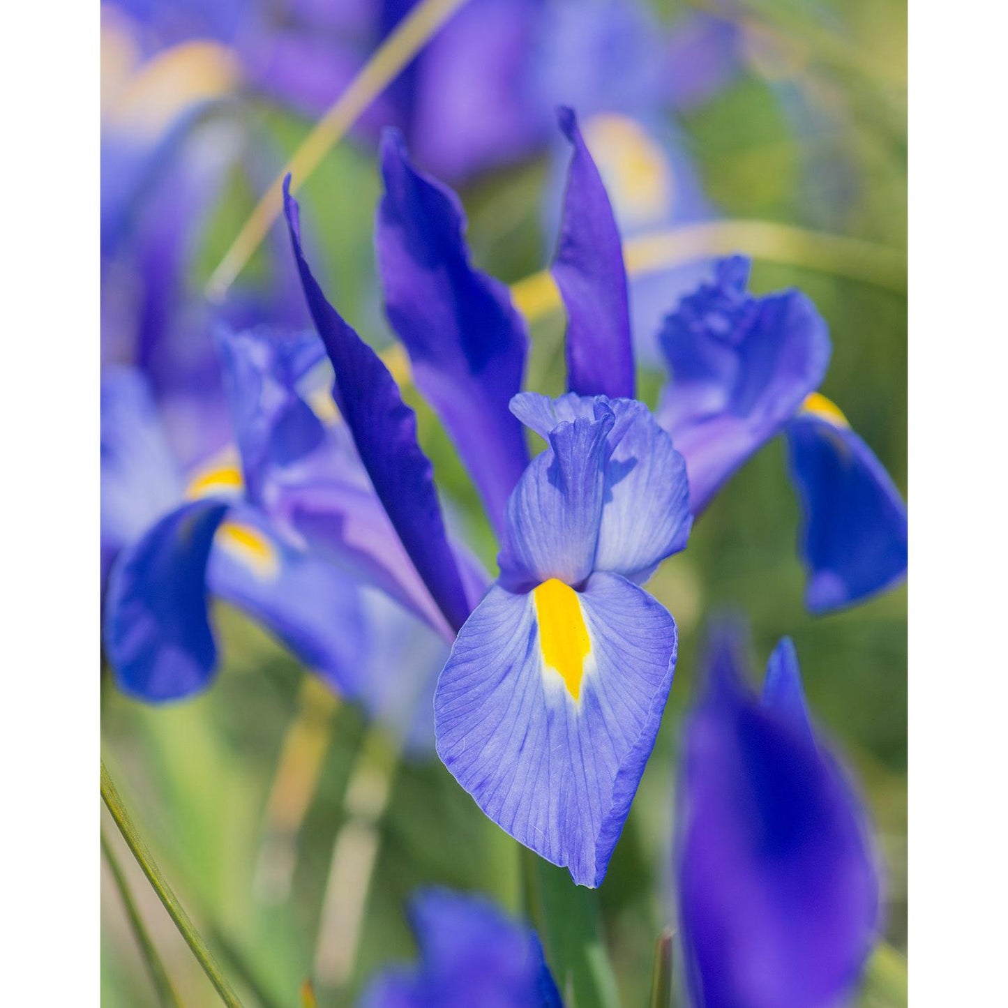 Blue Magic Iris hollandica - 10 bulbs