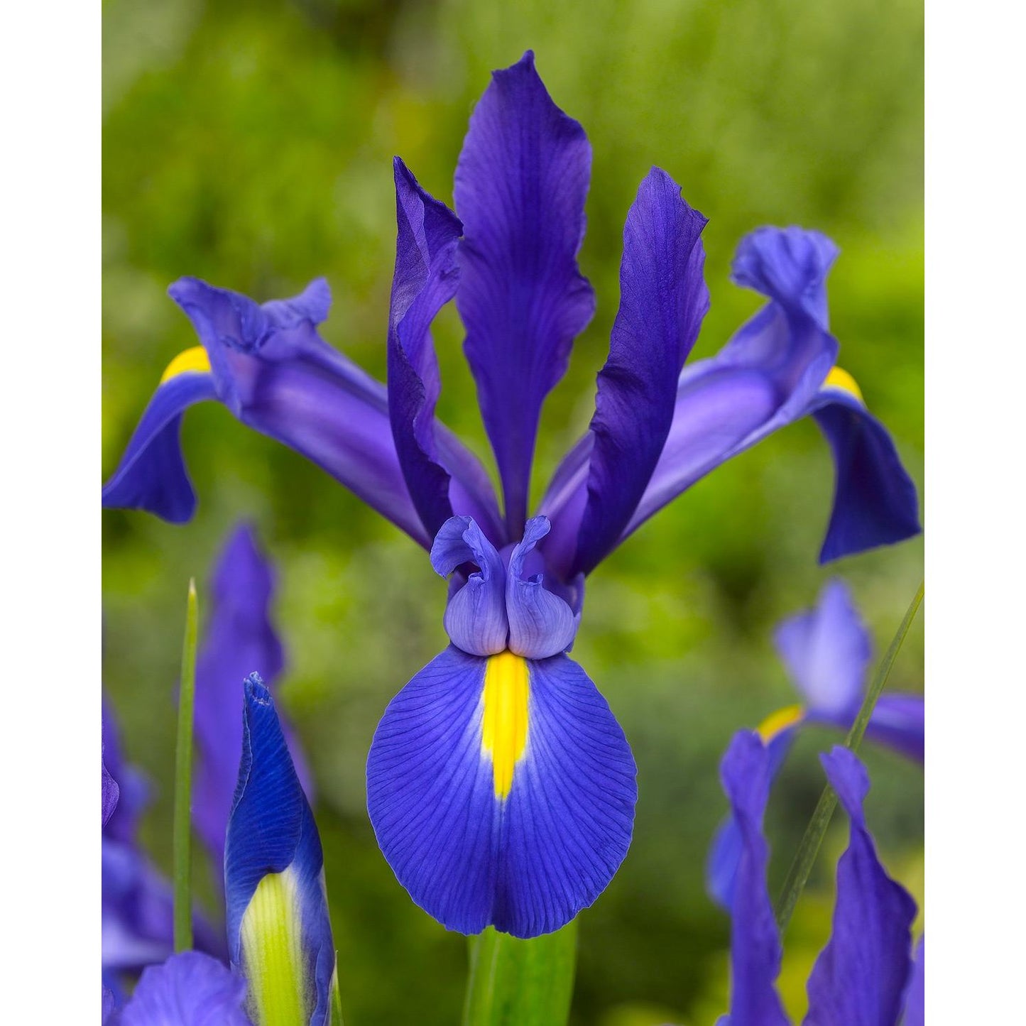 Blue Magic Iris hollandica - 10 bulbs