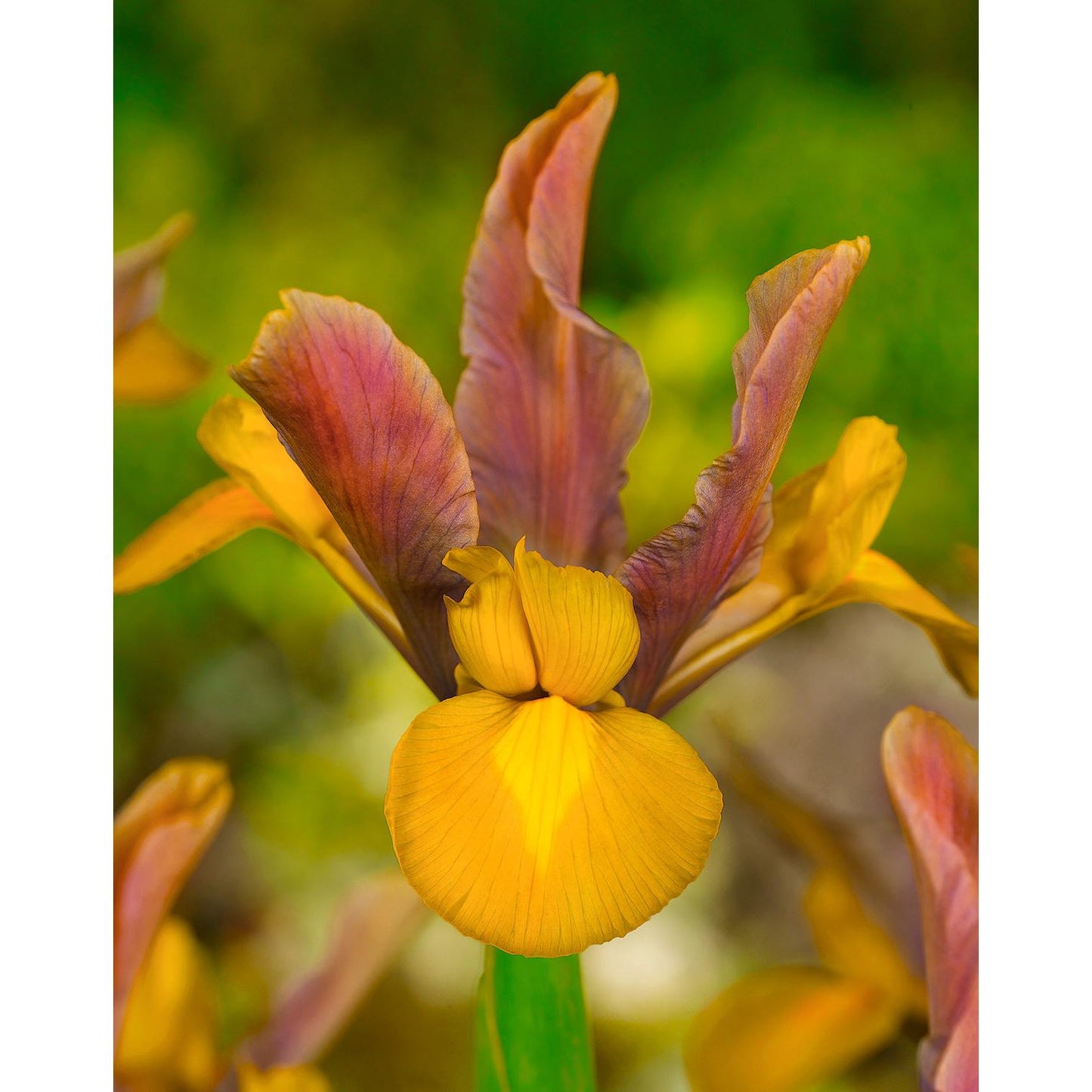 Bronze Perfection Iris hollandica - 10 bulbs