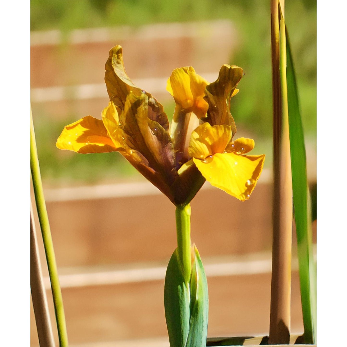 Bronze Queen Iris - 10 bulbs