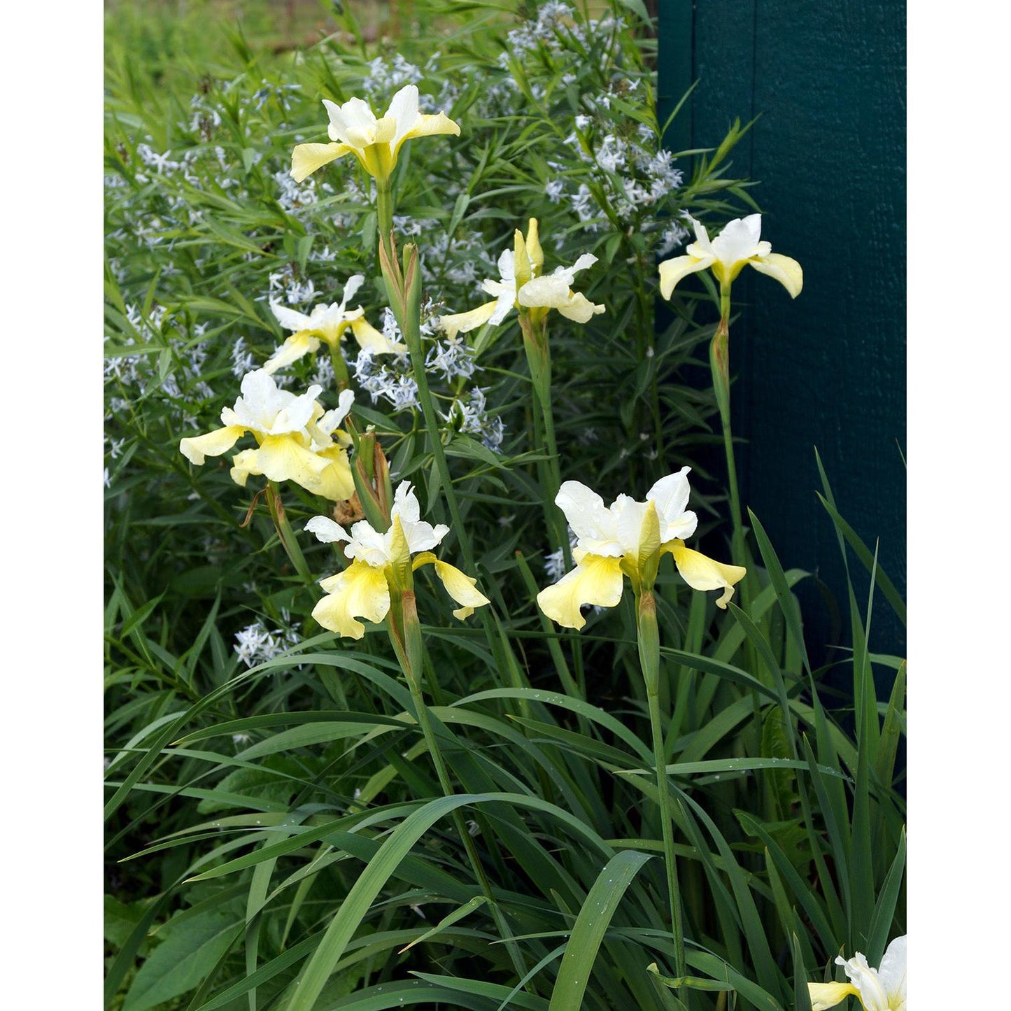 Butter and Sugar Siberian Iris - 3 root divisions