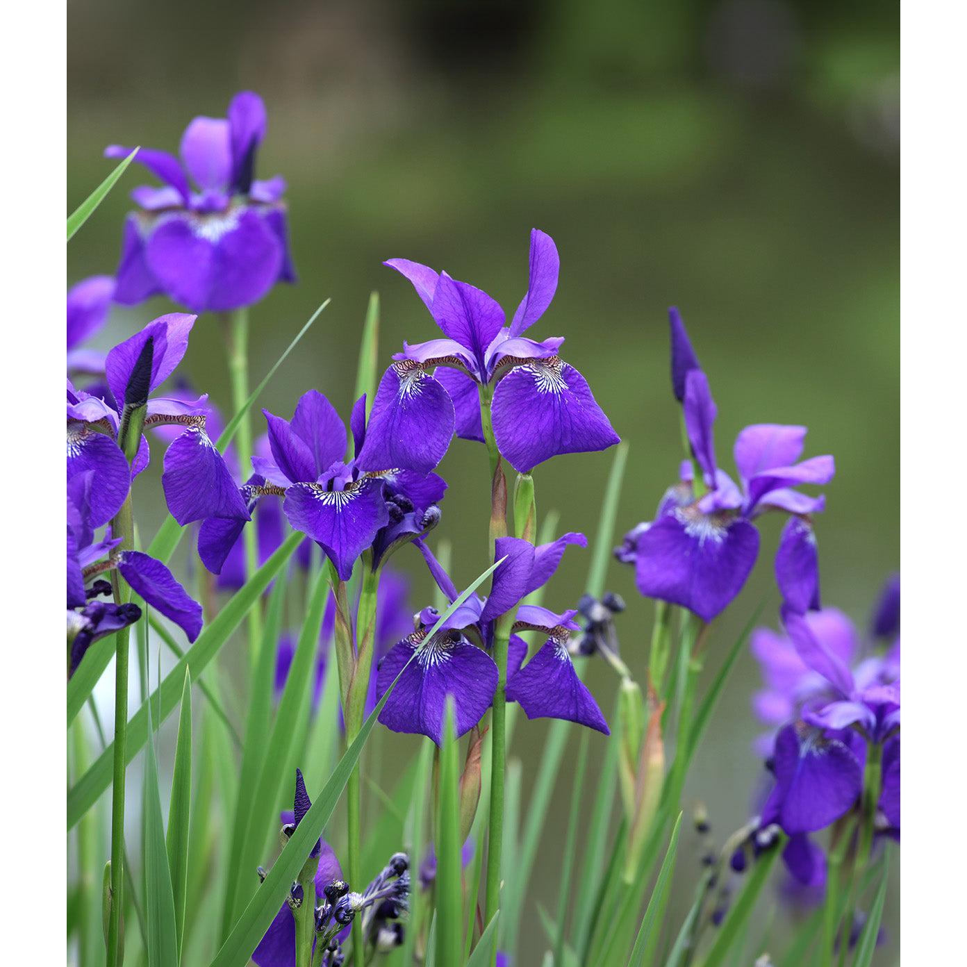 Caesar's Brother Siberian Iris - 3 root divisions