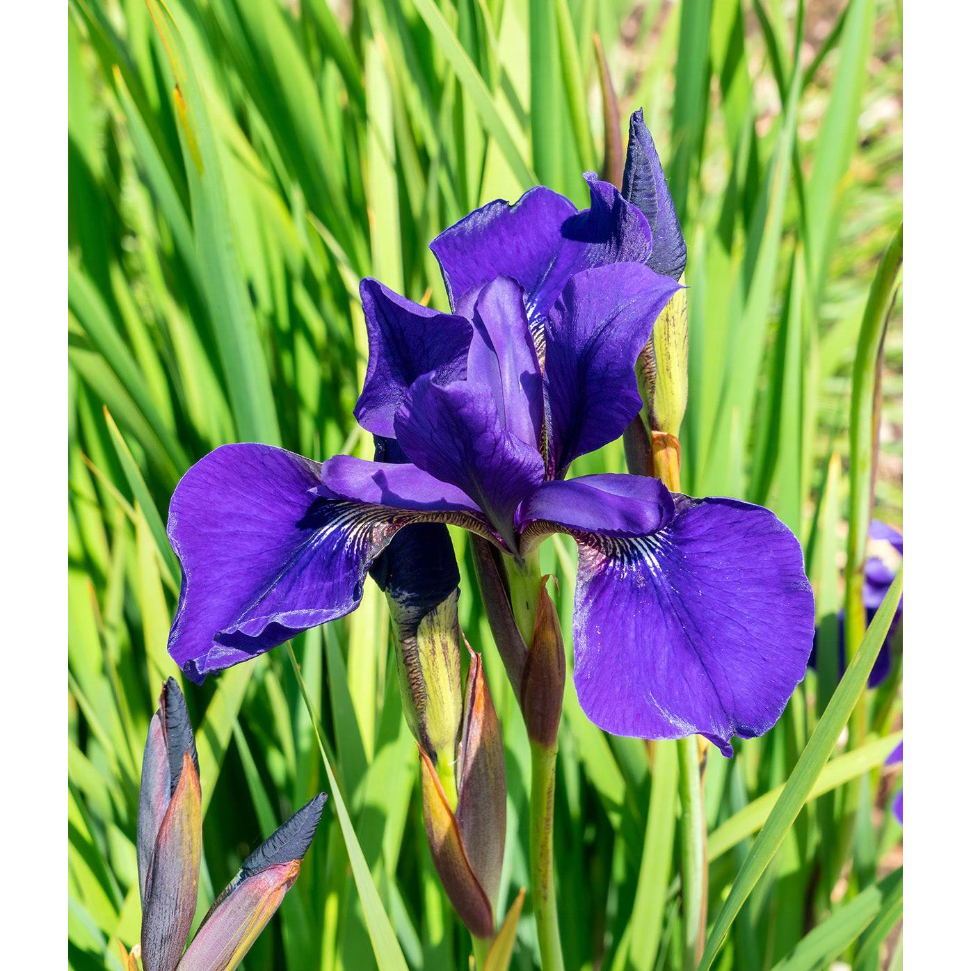 Caesar's Brother Siberian Iris - 3 root divisions