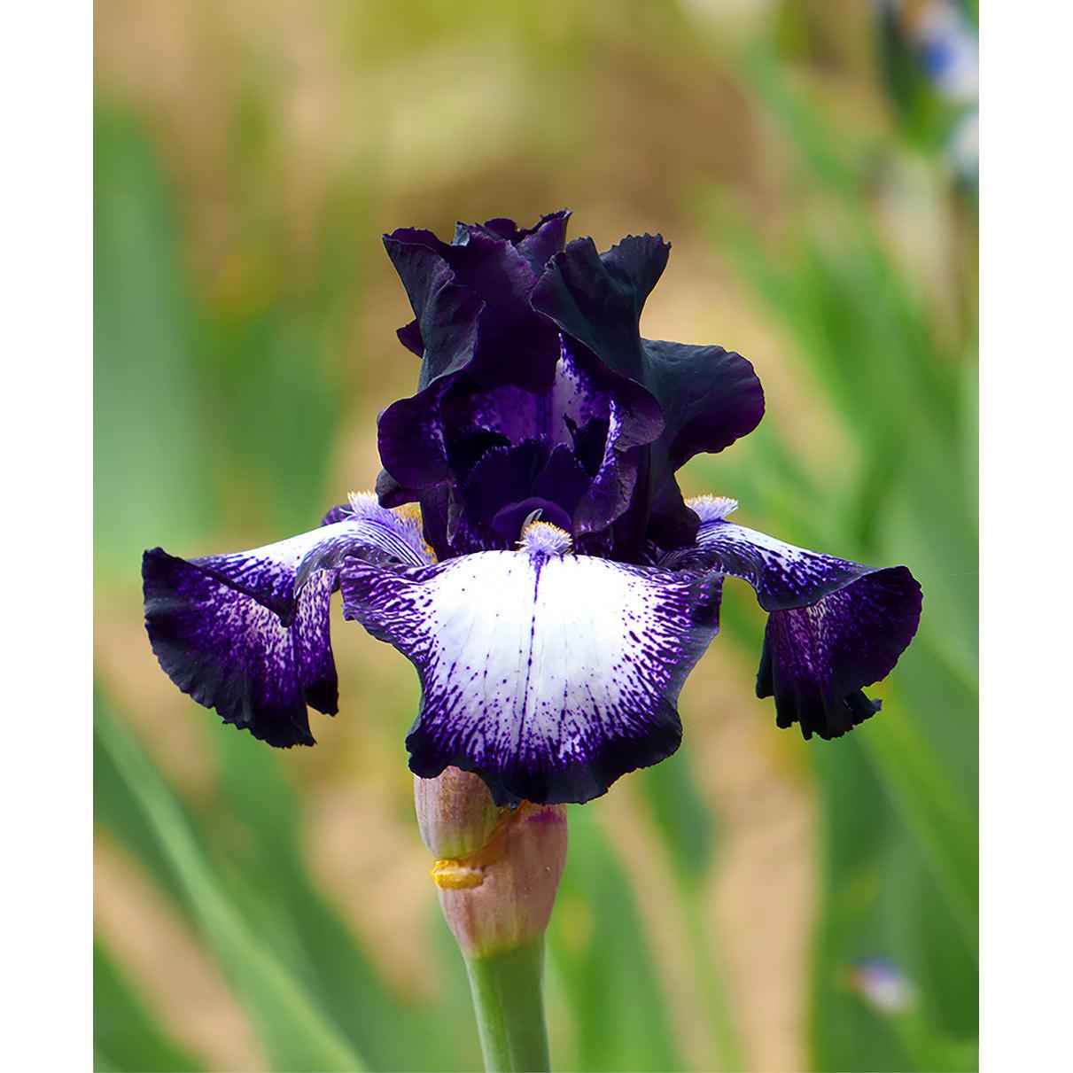 Cascade Locks Tall Bearded Iris - 1 Rhizome