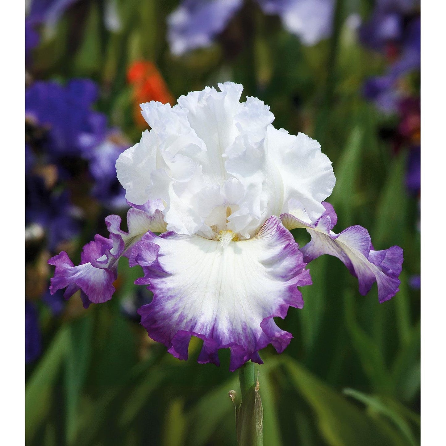 Center Ice Tall Bearded Iris - 1 Rhizome