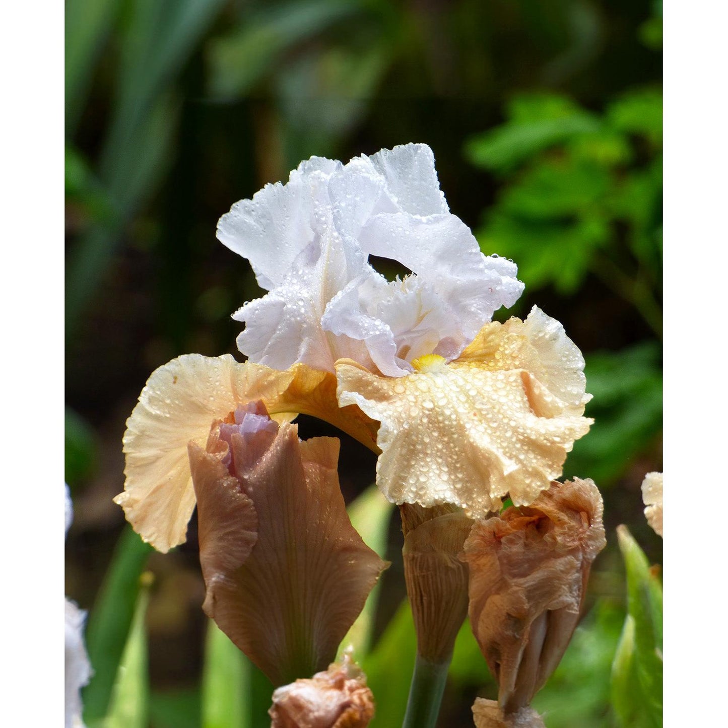 Champagne Elegance Reblooming Bearded Iris - 1 Rhizome