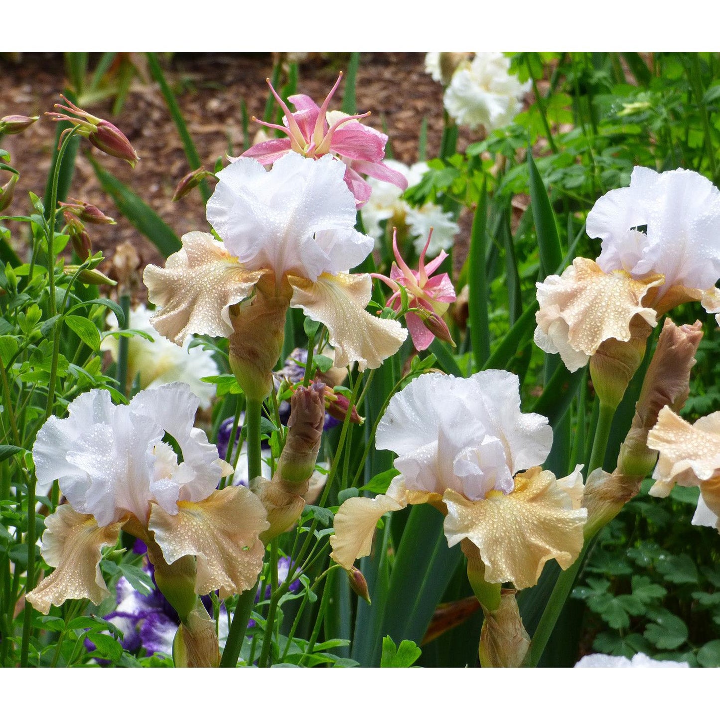 Champagne Elegance Reblooming Bearded Iris - 1 Rhizome