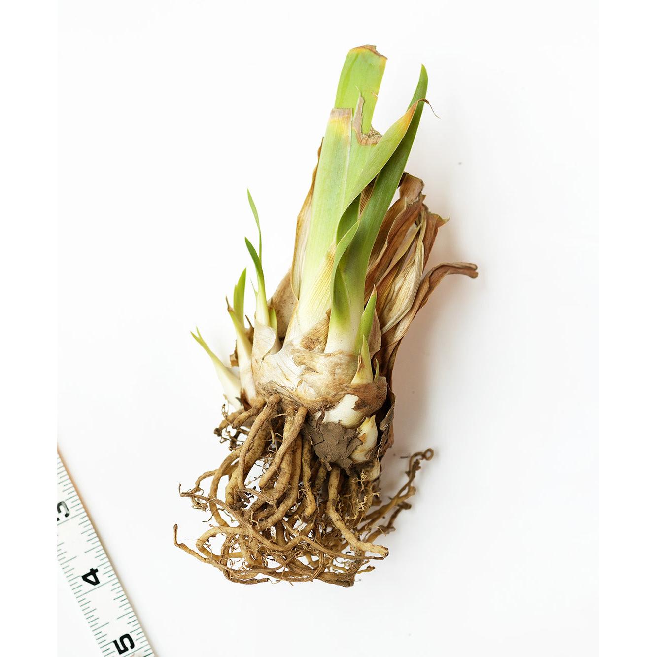 Toucan Tango Tall Bearded Iris - 1 Rhizome