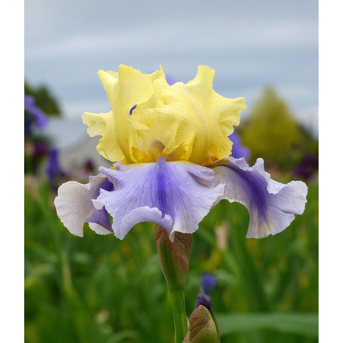 Easter Candy Tall Bearded Iris - 1 Rhizome