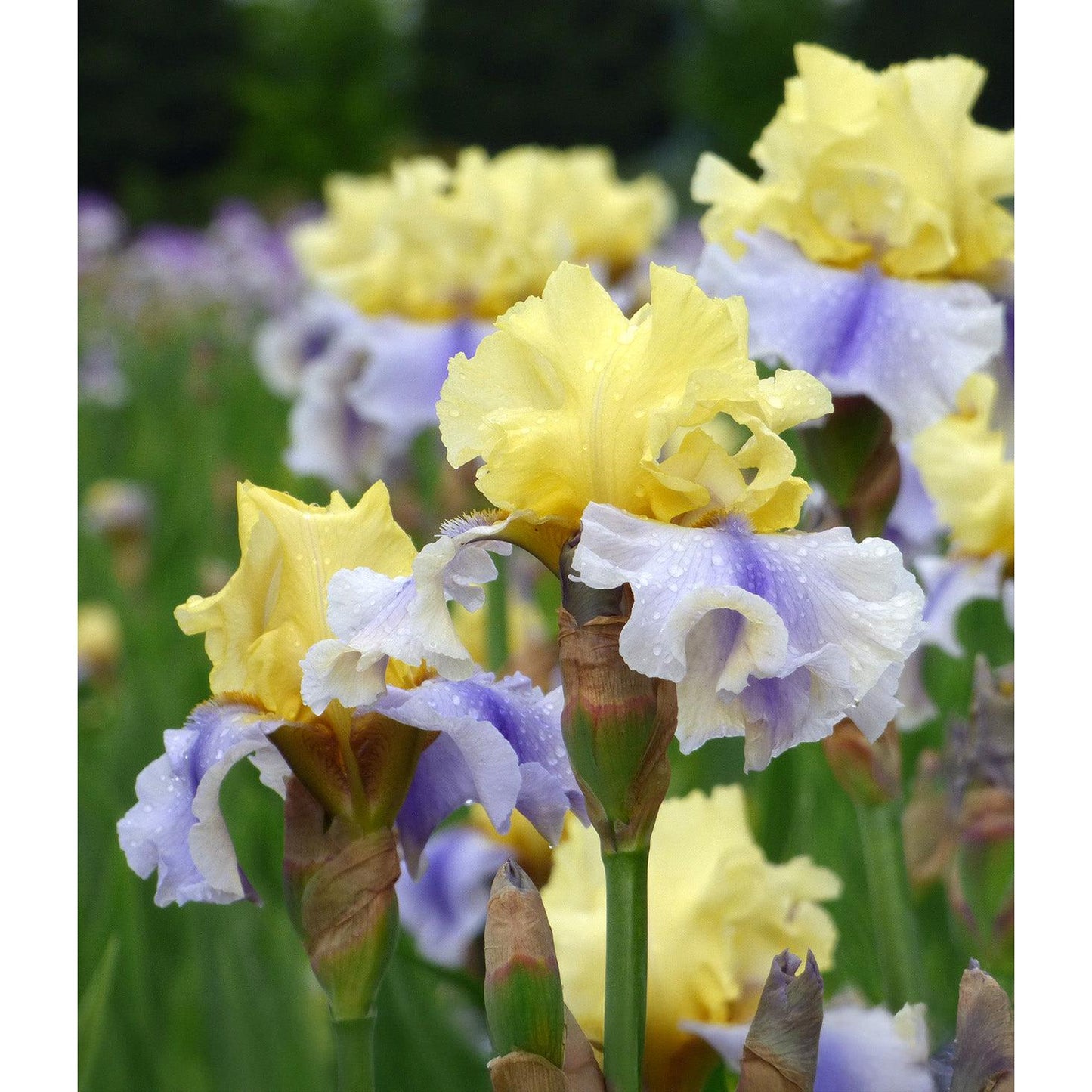 Easter Candy Tall Bearded Iris - 1 Rhizome