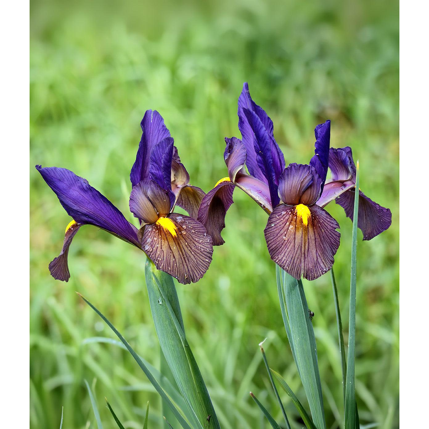 Eye of the Tiger Iris hollandica - 10 bulbs