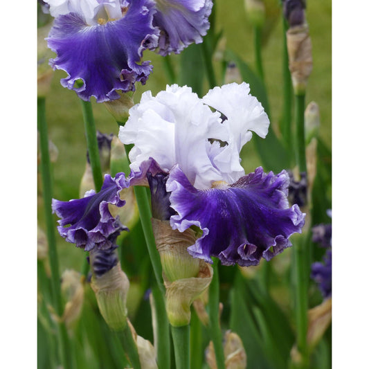 Feel The Thunder Tall Bearded Iris - 1 Rhizome