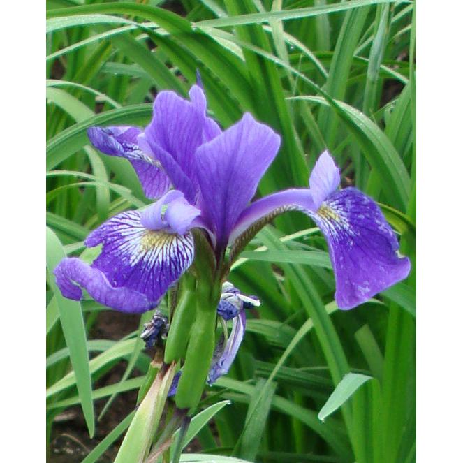 Gerald Darby Compact Water Iris - 3 root divisions