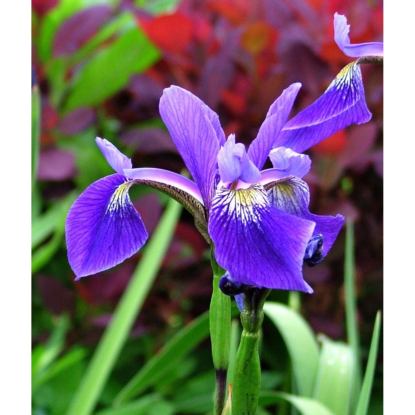 Gerald Darby Compact Water Iris - 3 root divisions