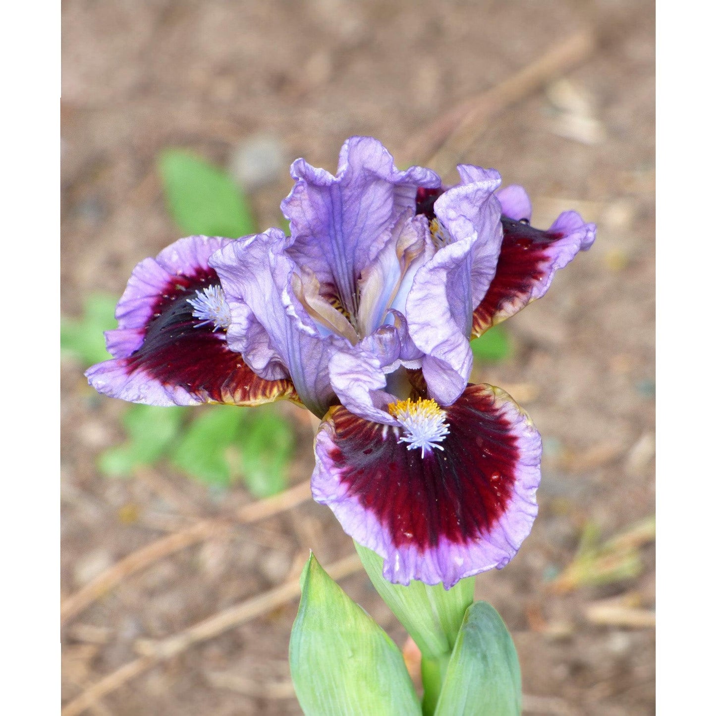 Going In Circles Dwarf Bearded Iris - 1 Rhizome