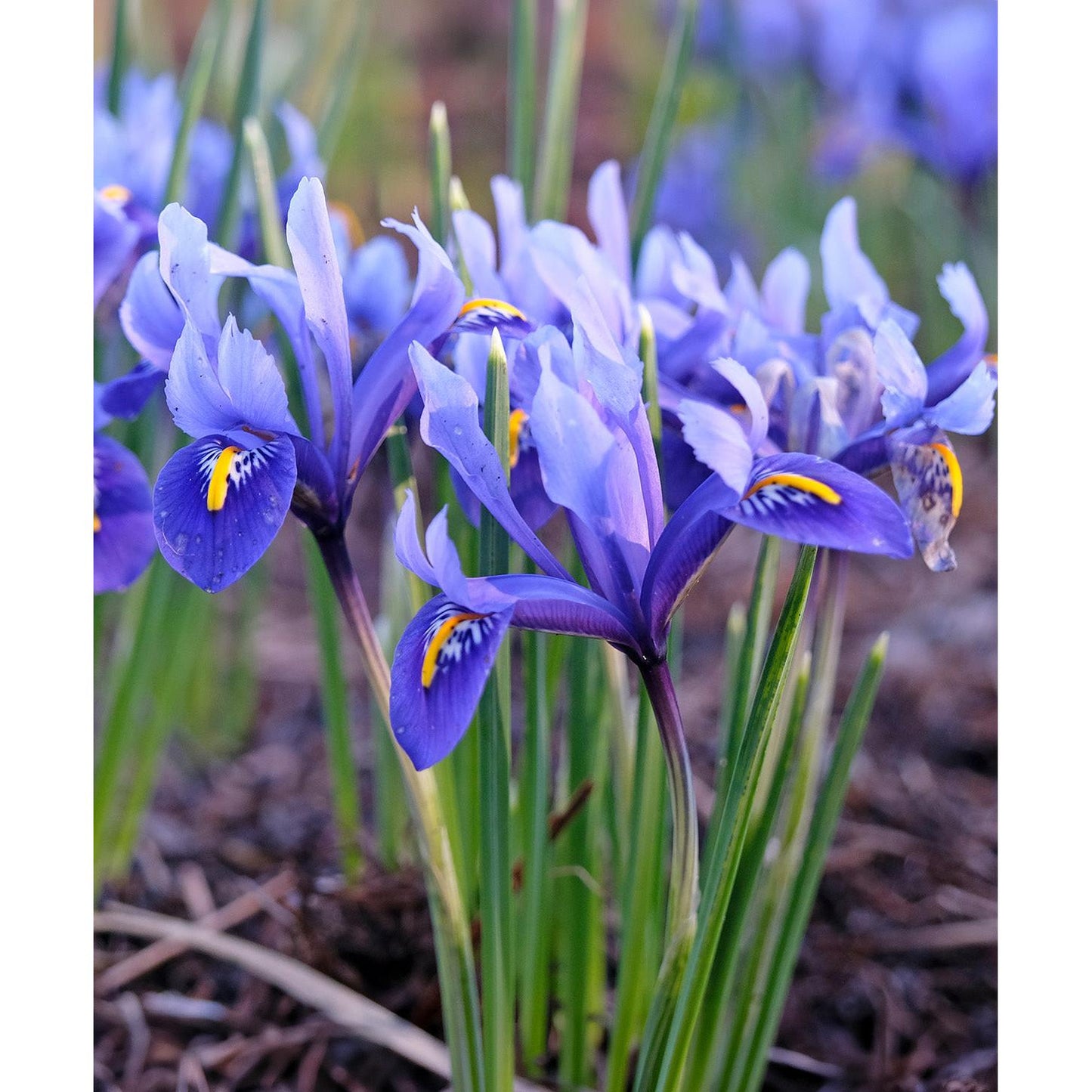 Harmony Dwarf Iris reticulata - 10 bulbs