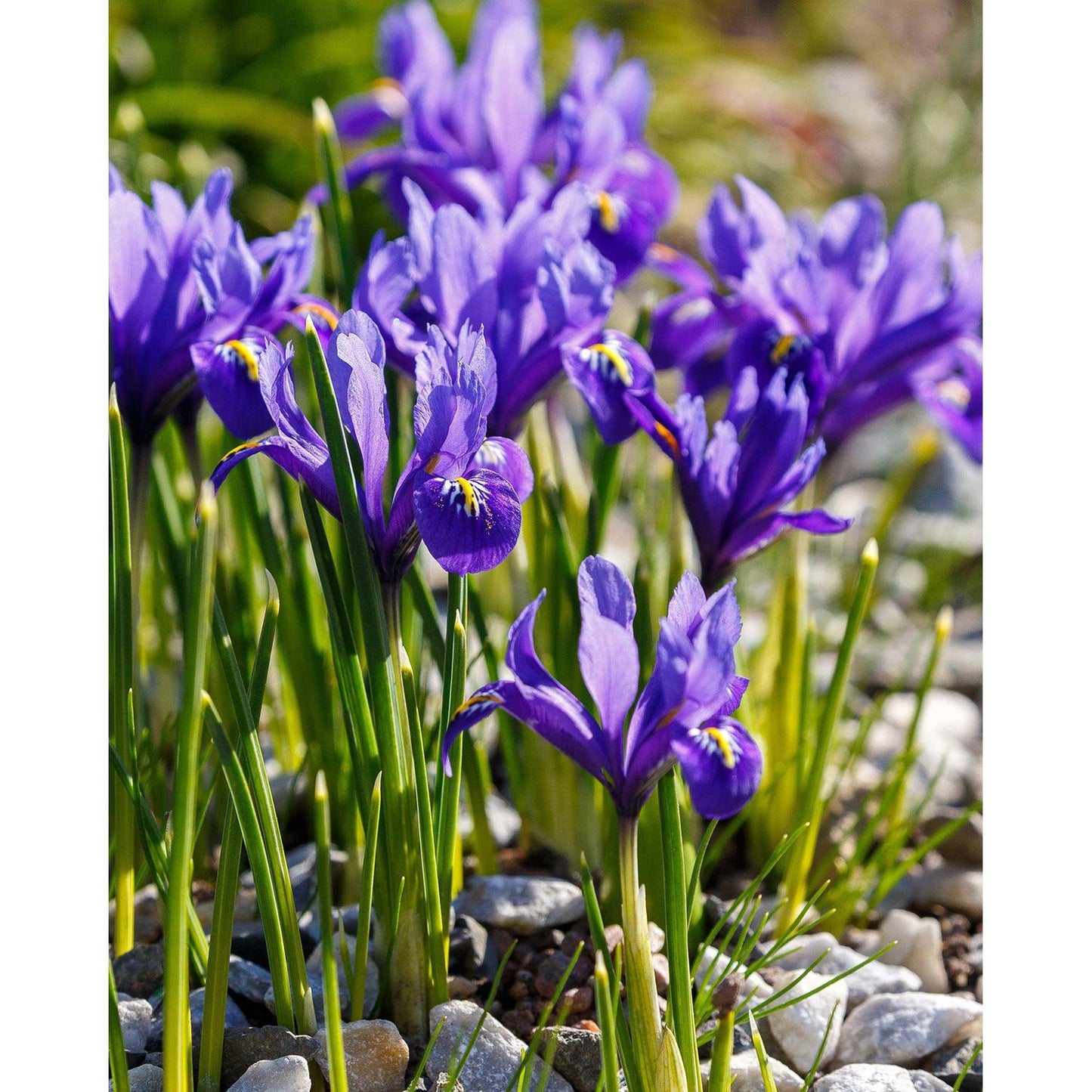 Harmony Dwarf Iris reticulata - 10 bulbs