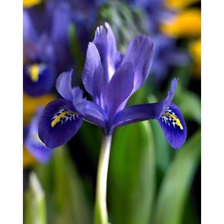 Harmony Dwarf Iris reticulata - 10 bulbs