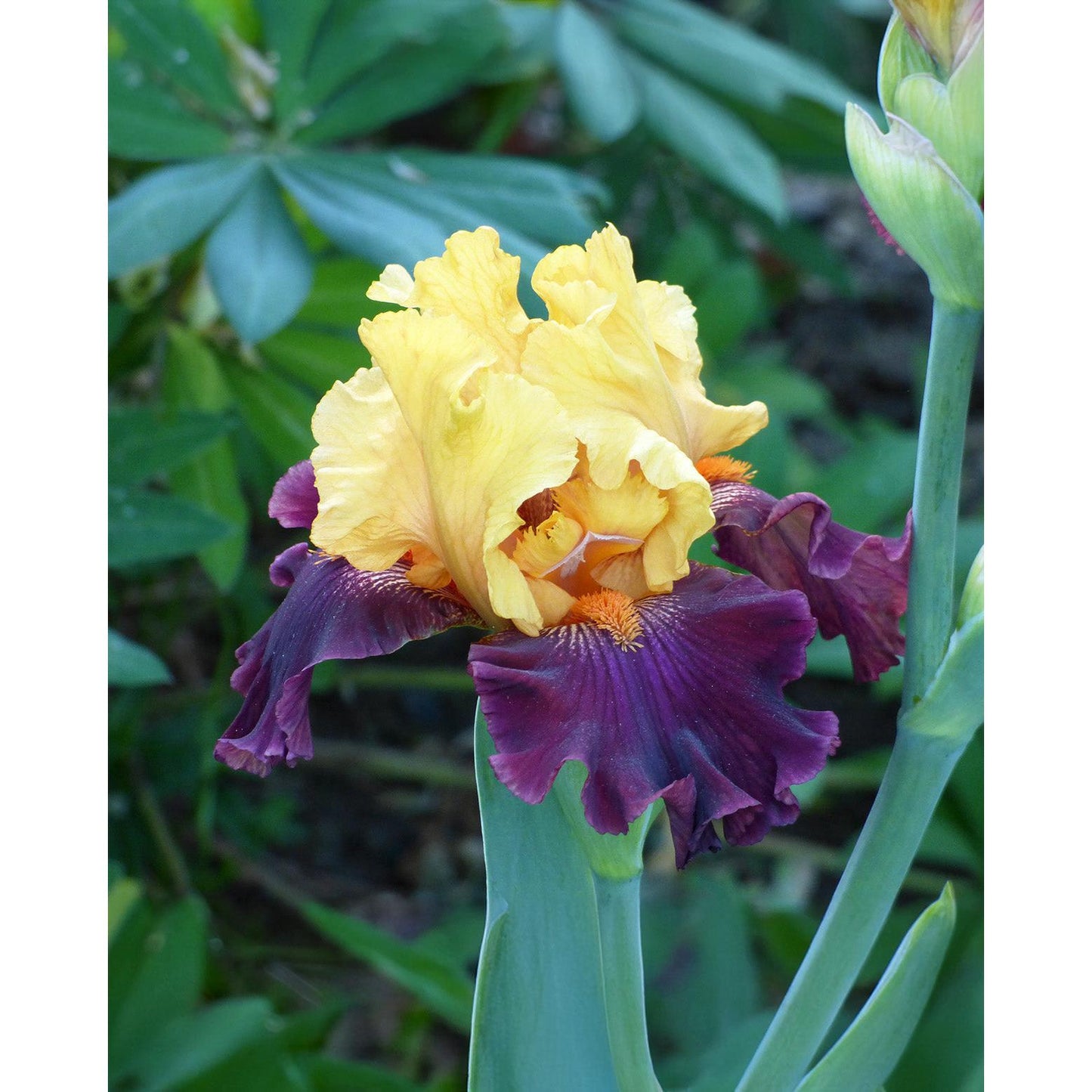 Idol Reblooming Bearded Iris - 1 Rhizome