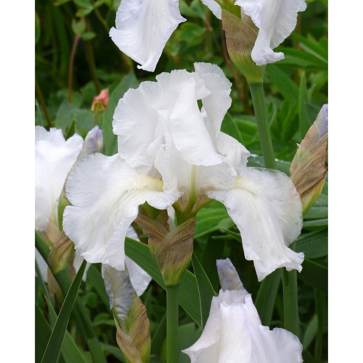 Immortality Reblooming Bearded Iris - 1 Rhizome