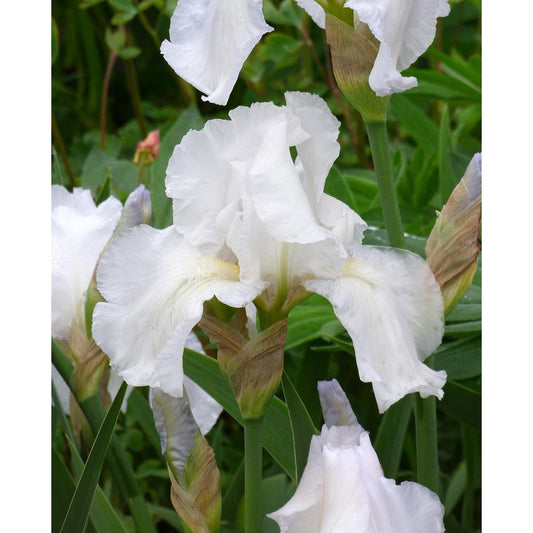 Immortality Reblooming Bearded Iris - 1 Rhizome