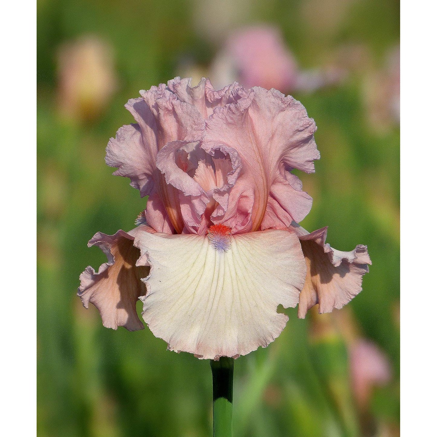 Island Blush Tall Bearded Iris - 1 Rhizome