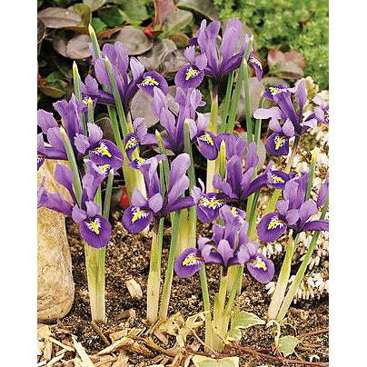 J.S. Dijt Dwarf Iris reticulata - 10 bulbs