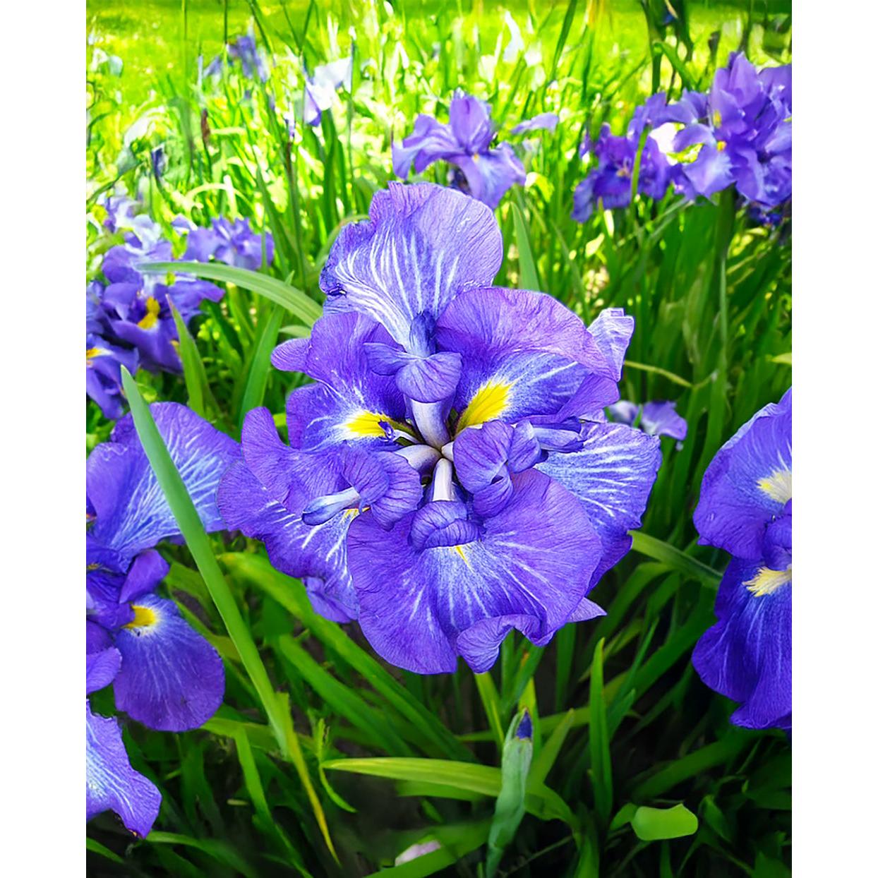 Electric Rays Japanese Iris - 3 root divisions