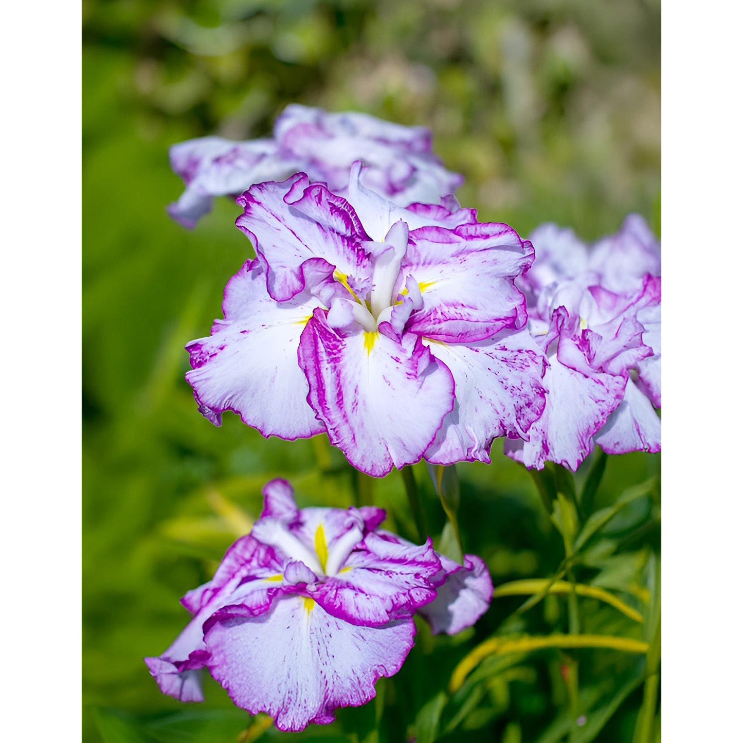Harlequinesque Japanese Iris - 3 root divisions