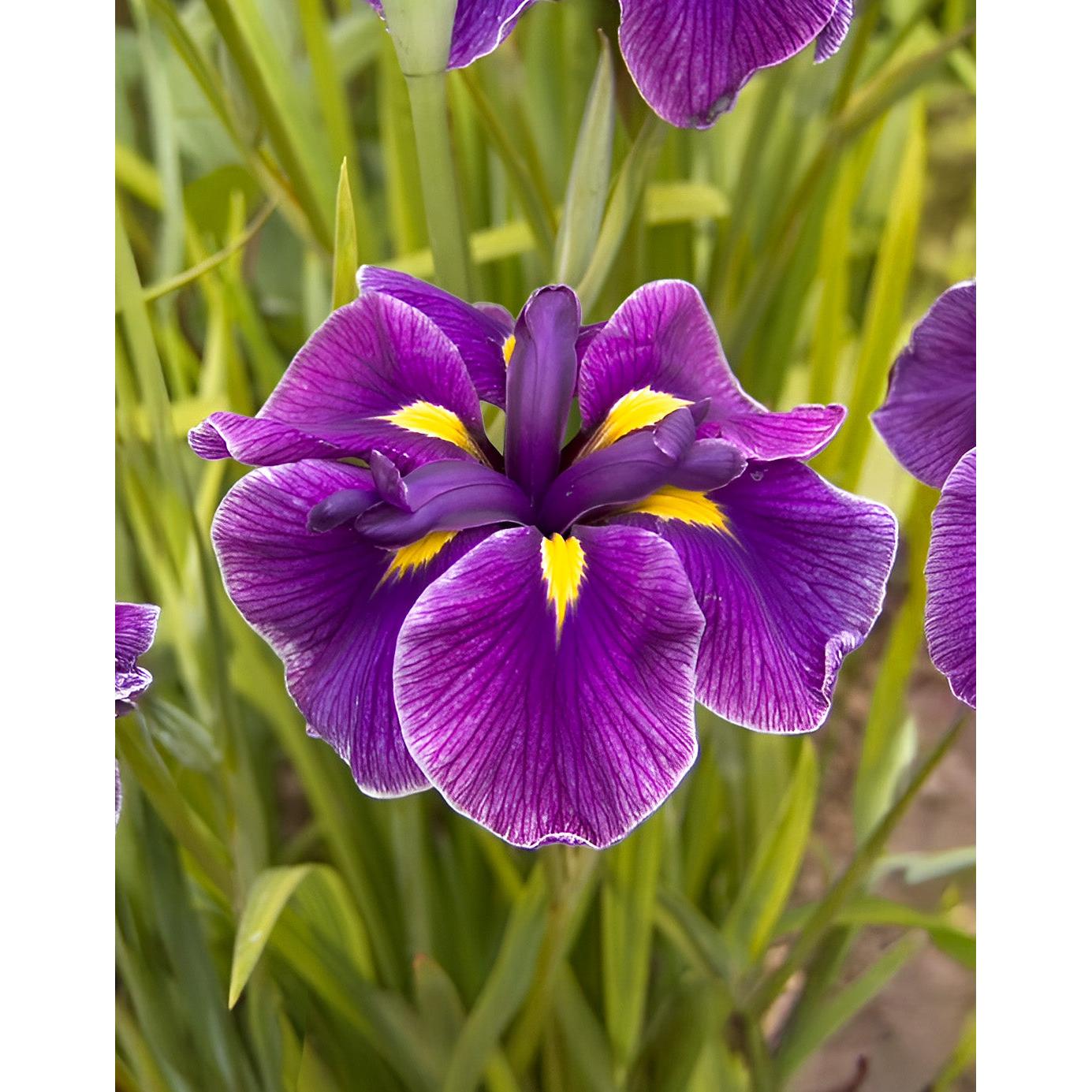 Katy Mendez Japanese Iris - 3 root divisions