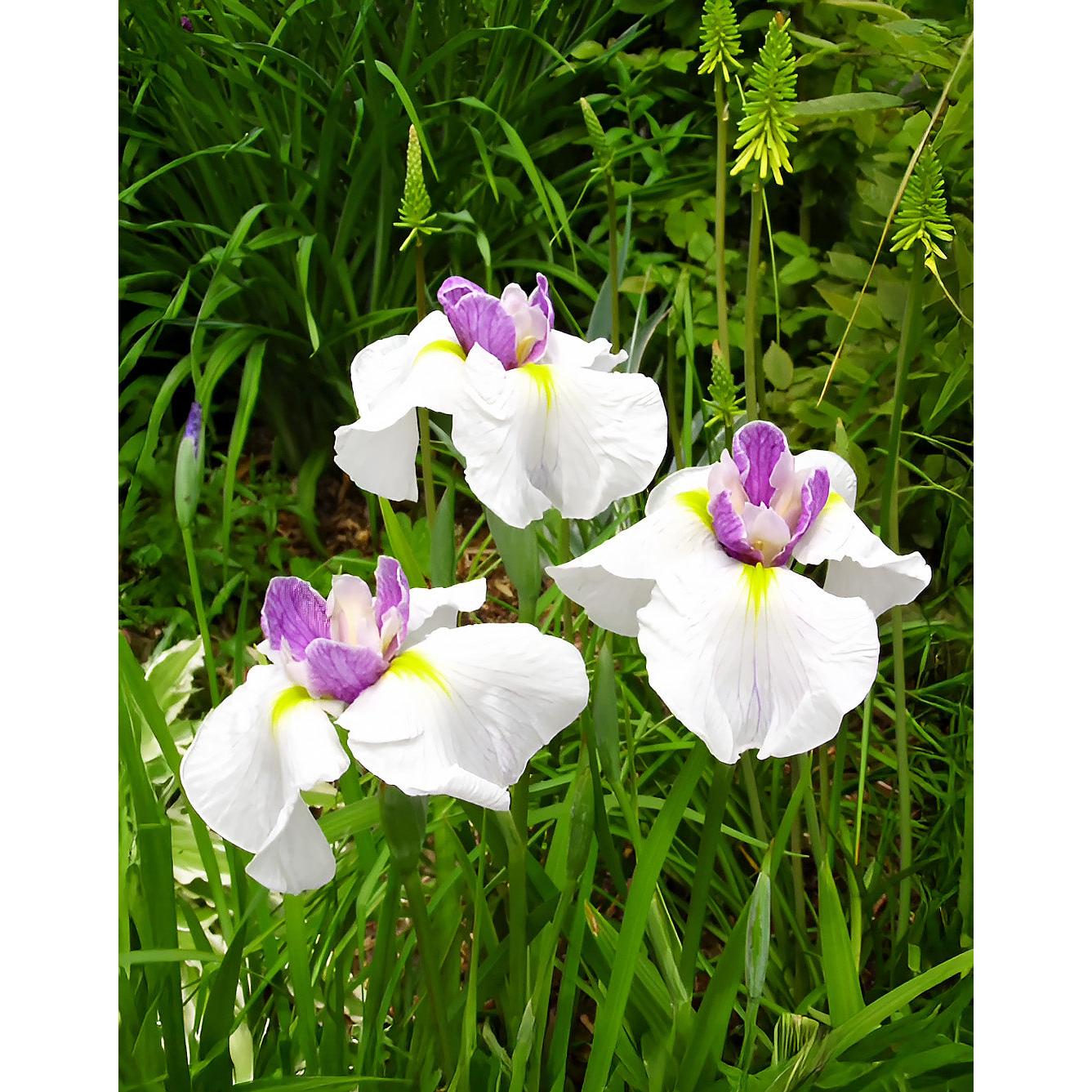 Queen's Tiara Japanese Iris - 3 root divisions