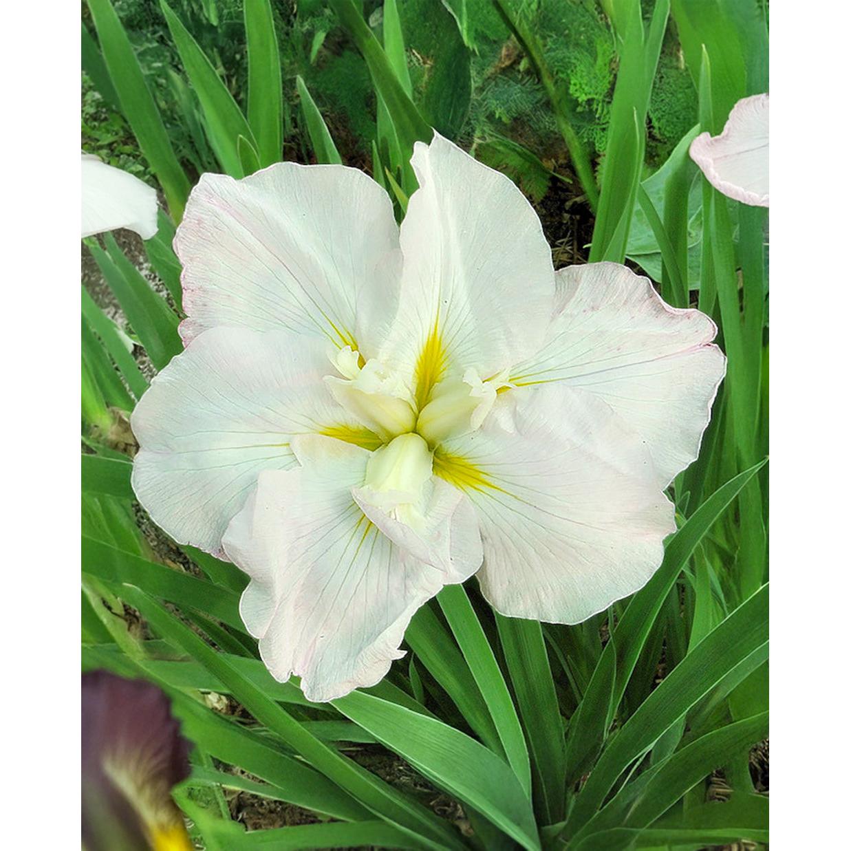White Ladies Japanese Iris - 3 root divisions