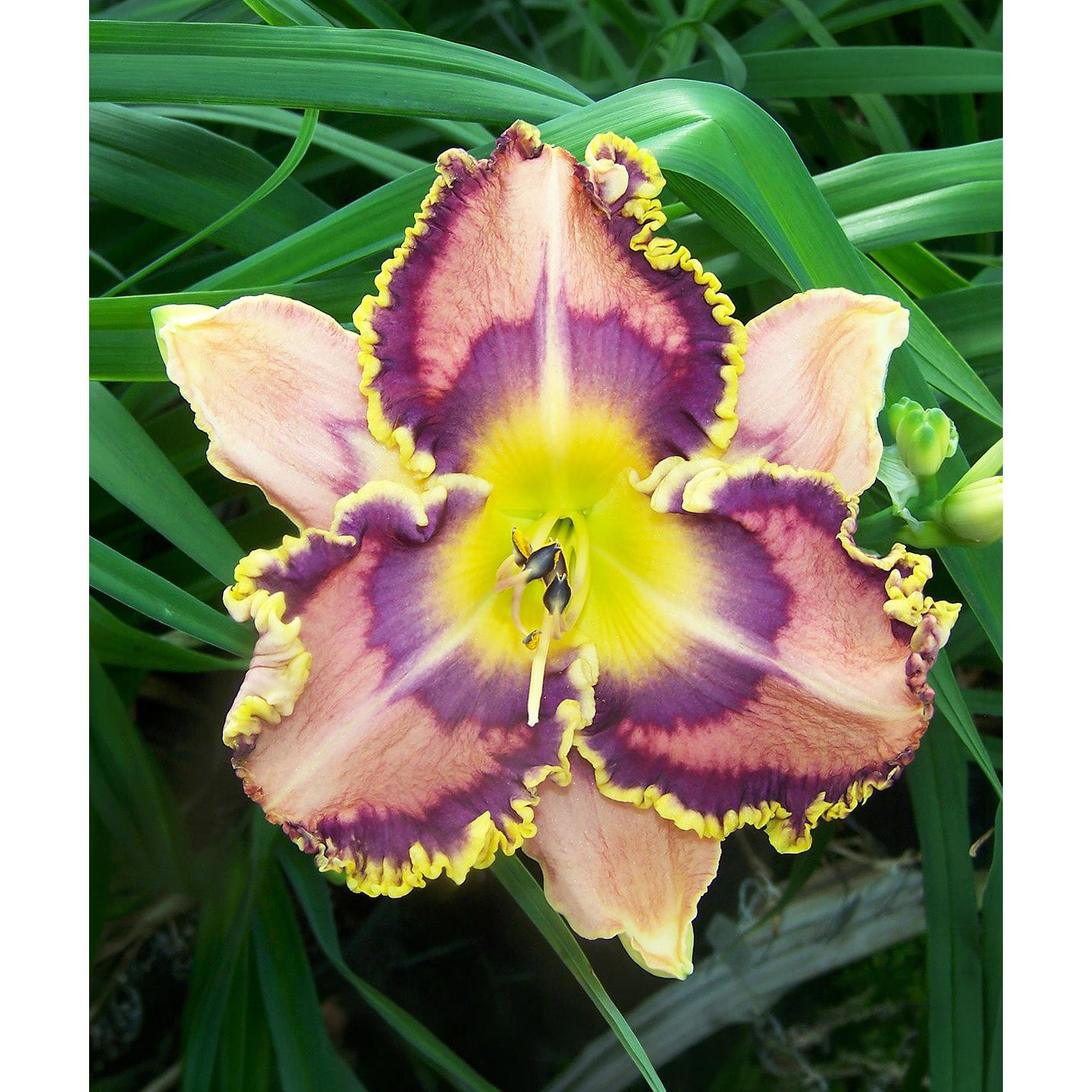 Jeweled Eyed Jewel Daylily - 1 Single Fan Division