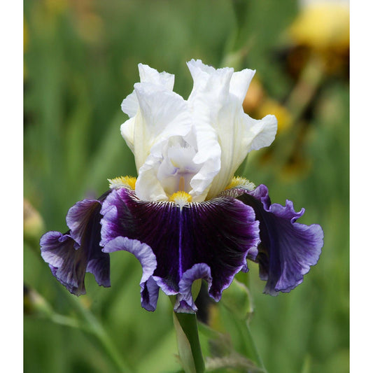 Just the Ticket Tall Bearded Iris - 1 Rhizome
