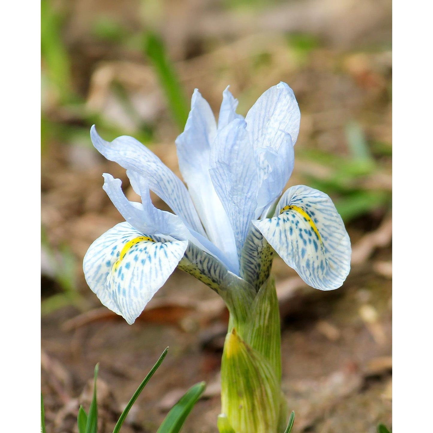 Katharine Hodgkin Iris histriodes - 10 bulbs