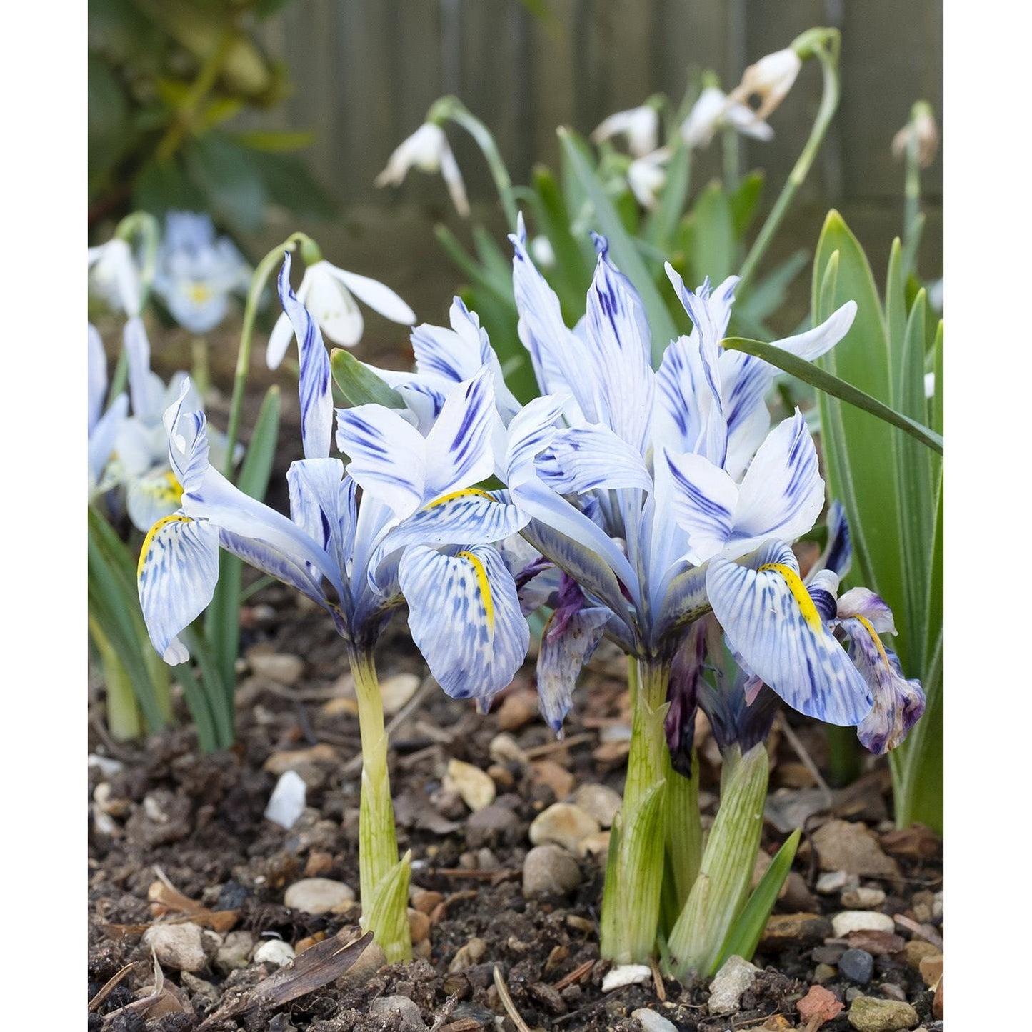Katharine Hodgkin Iris histriodes - 10 bulbs