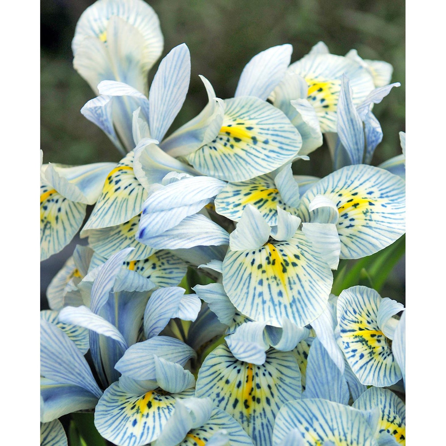 Katharine Hodgkin Iris histriodes - 10 bulbs
