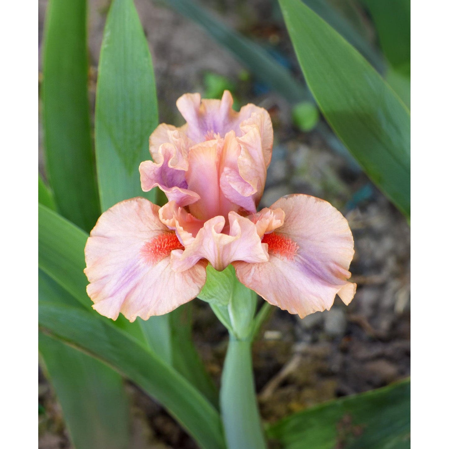 Lovable Pink Dwarf Bearded Iris - 1 Rhizome